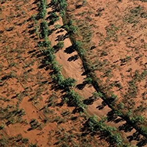 Aerial - Red river Gum - Growing along river bed, Central Australian Desert, Western Australia JPF44855