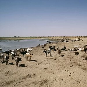 Africa Cattle herd by water, desertification. Sahel region, Burkina Faso