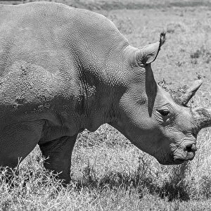Africa, Kenya. Ol Pejeta Conservancy, one of last 2 critically endangered Northern white rhinos. Date: 23-10-2020