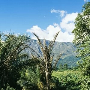 Africa Raffia Palms, Mulanje Plateau, Malawi