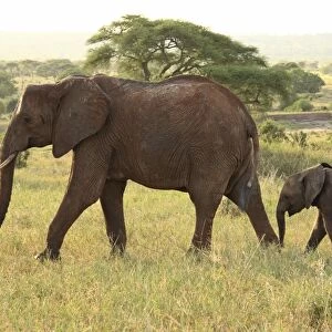 African Bush / African Savanna Elephant - cow with calf - Tarangire NP - Tanzania