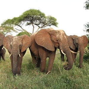 African Bush / African Savanna Elephant - herd - Tarangire NP - Tanzania