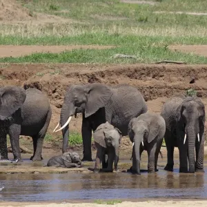African Bush / African Savanna Elephant - herd drinking water - Tarangire NP - Tanzania African Bush / African Savanna Elephant - herd drinking water - Tarangire NP - Tanzania