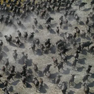 African / Cape Buffalo - Aerial view of Cape Buffalo running Okavango delta, Botswana, Africa