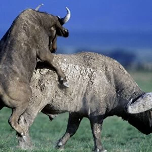 African / Cape Buffalo Mating