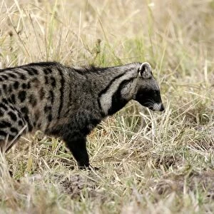 African Civet. South Luangwa Valley National Park - Zambia - Africa