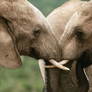 African Elephant CAN 1280 IUCN Endangered, South Africa Loxodonta africana © John Cancalosi / ARDEA LONDON
