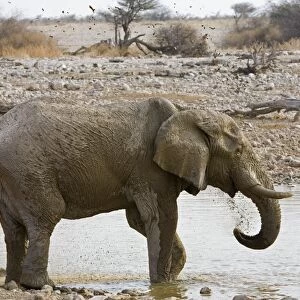 African Elephant - adult spraying water at a waterhole - Etosha National Park - Namibia - Africa