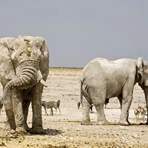African Elephant - two Adults covered in dried mud - with Zebras etc in background - Etosha National Park - Namibia - Africa
