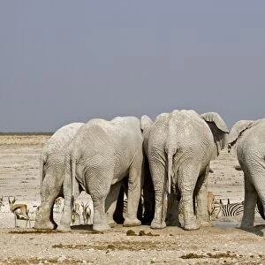 African Elephant - adults crowded around a water hole with plains game waiting their turn - Etosha National Park - Namibia - Africa
