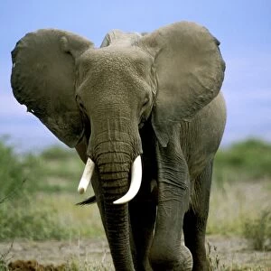 African Elephant. Africa