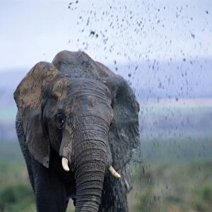 African Elephant ASW 3837 Squirting mud, Addo Nat. Park, S. Africa Loxodonta africana © Alan Weaving / ARDEA LONDON