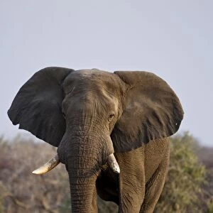 African Elephant - big adult walking straight towards the camera in late afternoon light - Etosha National Park - Namibia - Africa