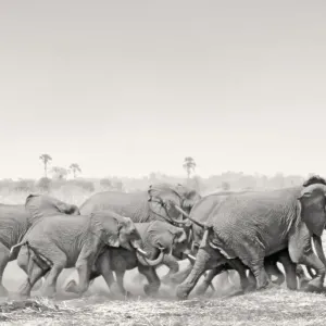 African Elephant - breeding herd stampede across dry floodplain in Botswana's Okavango Delta African Elephant - breeding herd stampede across dry floodplain in Botswana's Okavango Delta