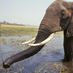 African Elephant Bull. Africa. 3ME1183