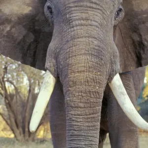 African Elephant Bull. Being aggressive. Mana Pools National Park, Zimbabwe, Africa. 3ME303 African Elephant Bull. Being aggressive. Mana Pools National Park, Zimbabwe, Africa. 3ME303