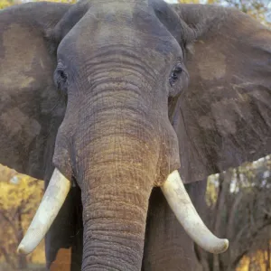 African elephant Bull. Being aggressive. Mana Pools National Park, Zimbabwe, Africa