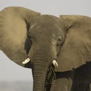 African Elephant - Bull displays his ears in order to warn the photographer. Chobe National Park, Botswana African Elephant - Bull displays his ears in order to warn the photographer. Chobe National Park, Botswana