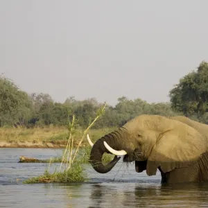 African Elephant - Bull feeding on a little grass and reed island in the Zambezi River. In the background the bank of the Mana Pools National Park in Zimbabwe. Lower Zambezi National Park, Zambia / Mana Pools National Park, Zimbabwe