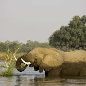 African Elephant - Bull feeding on a little grass and reed island in the Zambezi River. In the background the bank of the Mana Pools National Park in Zimbabwe. Lower Zambezi National Park, Zambia / Mana Pools National Park, Zimbabwe African Elephant - Bull feeding on a little grass and reed island in the Zambezi River. In the background the bank of the Mana Pools National Park in Zimbabwe. Lower Zambezi National Park, Zambia / Mana Pools National Park, Zimbabwe