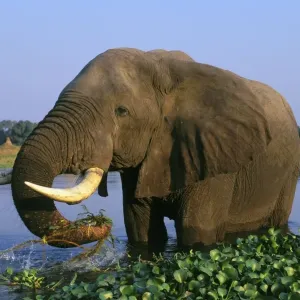 African Elephant Bull. Feeding in a river. Zambezi River, Mana Pools National Park, Zimbabwe, Africa. 3ME283 African Elephant Bull. Feeding in a river. Zambezi River, Mana Pools National Park, Zimbabwe, Africa. 3ME283