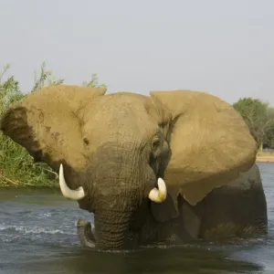 African Elephant - Bull in the Zambezi River has been feeding on a reed island and now has a closer look at the photographer. In the background the bank of the Mana Pools National Park in Zimbabwe. Lower Zambezi National Park African Elephant - Bull in the Zambezi River has been feeding on a reed island and now has a closer look at the photographer. In the background the bank of the Mana Pools National Park in Zimbabwe. Lower Zambezi National Park