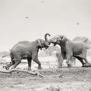 African Elephant - bulls displaying aggressive behaviour when in musk - at drying waterhole - Harvey's Pan, Savuti. Botswana African Elephant - bulls displaying aggressive behaviour when in musk - at drying waterhole - Harvey's Pan, Savuti. Botswana
