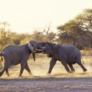 African Elephant - bulls fighting Botswana, African African Elephant - bulls fighting Botswana, African