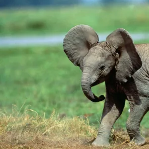 African Elephant Calf