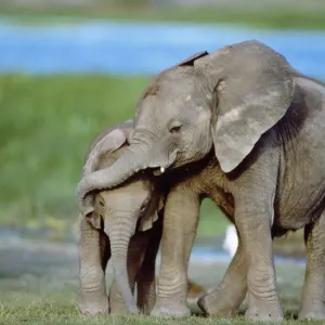 African Elephant - calves playing African Elephant - calves playing