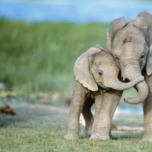 African ELEPHANT - two calves with trunks together