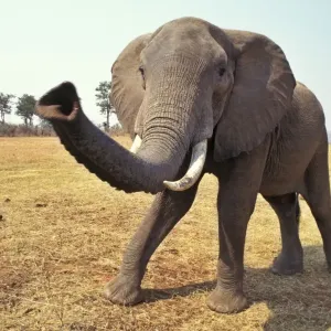 African Elephant - Checking out photographer. Matusadona National Park, Zimbabwe, Africa. 3ME1119 African Elephant - Checking out photographer. Matusadona National Park, Zimbabwe, Africa. 3ME1119