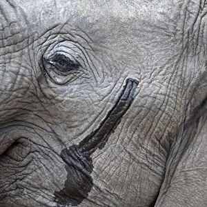 African Elephant - close up of head showing musth gland - Kruger National Park - South Africa