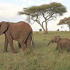 African Elephant - cow and calf - Tarangire National Park - Tanzania
