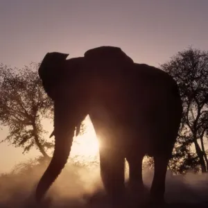African Elephant CRH 963 Silhouette at dusk - Moremi, Botswana Loxodonta africana © Chris Harvey / ardea. com African Elephant CRH 963 Silhouette at dusk - Moremi, Botswana Loxodonta africana © Chris Harvey / ardea. com