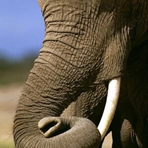African Elephant - with curled up trunk - Kenya JFL17373
