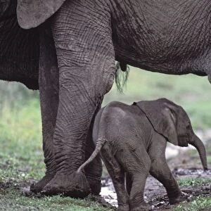 African Elephant - one day old newborn calf leaning against mother - Ngorongoro Conservation Area - Tanzania