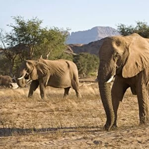 African Elephant - desert adapted - members of a family group move up a dry riverbed - Abahuab River - Damaraland - Western Namibia - Africa