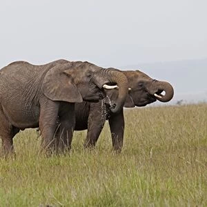African Elephant - two drinking from pool - Masai Mara Game Reserve - Kenya