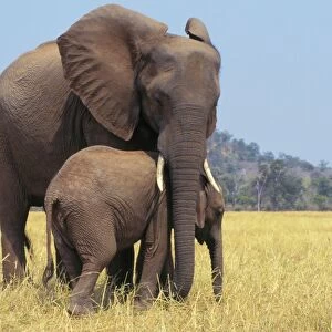 African ELEPHANT - female / cow with young calf