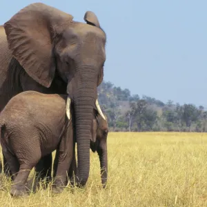 African ELEPHANT - female / cow with young calf