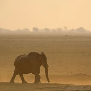 African Elephant - Female on her way to the Chobe River in the evening. Chobe National Park, Botswana