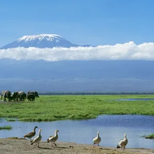 African Elephant - females & calves, Kilimanjaro in background. Amboseli National Park, Kenya, Africa African Elephant - females & calves, Kilimanjaro in background. Amboseli National Park, Kenya, Africa