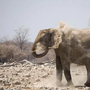 African Elephant Having a dust bath Goas, Etosha National Park, Namibia, Africa