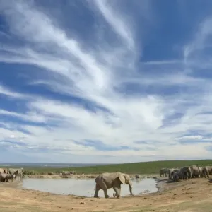 African Elephant herd at Hapoor waterhole. Addo Elephant National Park, Eastern Cape, South Africa African Elephant herd at Hapoor waterhole. Addo Elephant National Park, Eastern Cape, South Africa