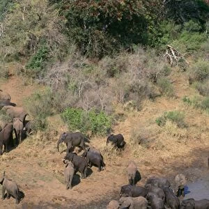 African Elephant - herds meeting to drink/bathe Hluhluwe River Hluhluwe-Umfolozi Gamre Reserve, Natal, South Africa