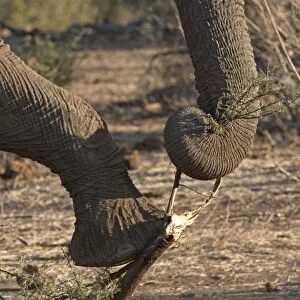 African Elephant - holding branch down with foot while breaking bit of with trunk - Mashatu Game Reserve - Botswana