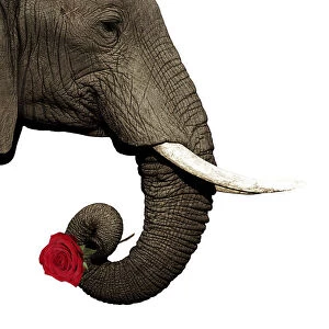 African Elephant, holding single red rose
