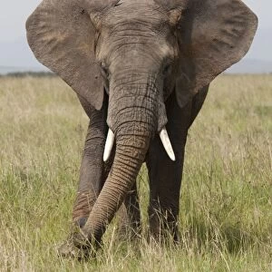 African Elephant - Masai Mara Game Reserve - Kenya