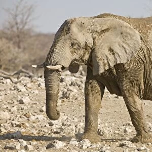 African Elephant After a mud and dust bath Etosha National Park, Namibia, Africa